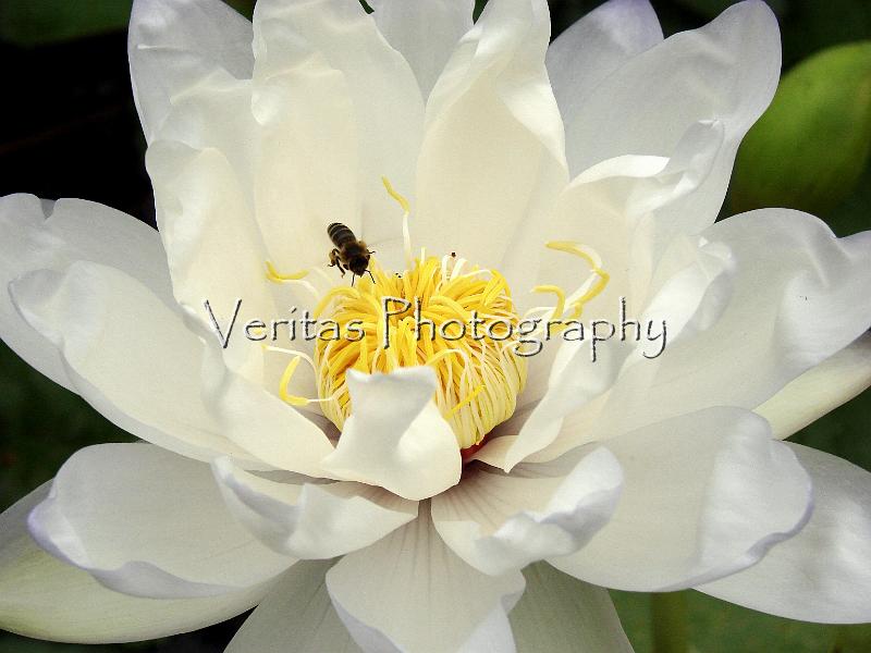 FLWRS 003.jpg